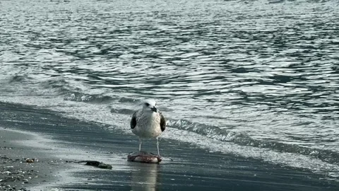 Seagull feeding on a dead stingray washed ashore Video stock 324574174