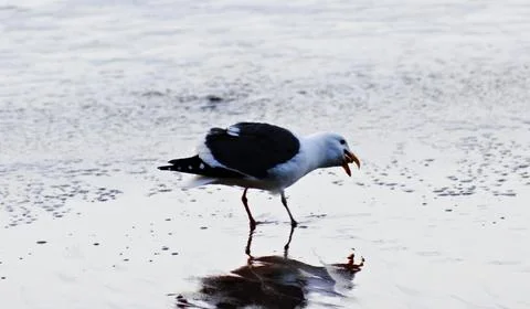 Seagull feeding next to the ocean Foto stock