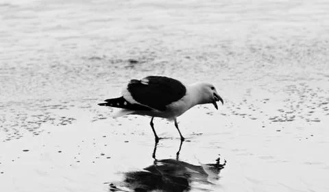 Seagull feeding next to the ocean Foto stock