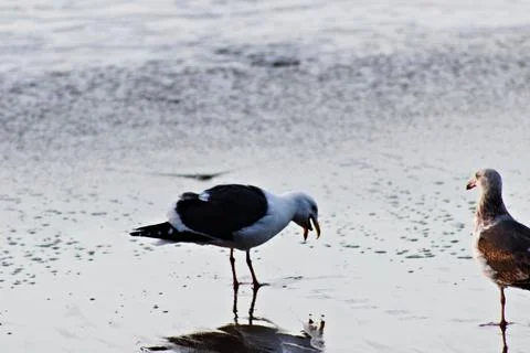 Seagull feeding next to the ocean 写真素材