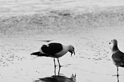 Seagull feeding next to the ocean 写真素材