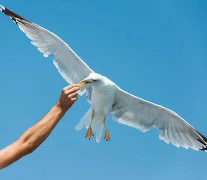 Seagull feeding Stock Photos