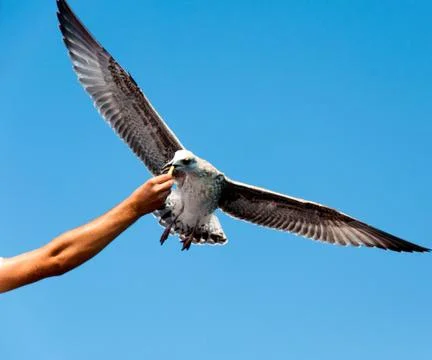 Seagull feeding Stock Photos