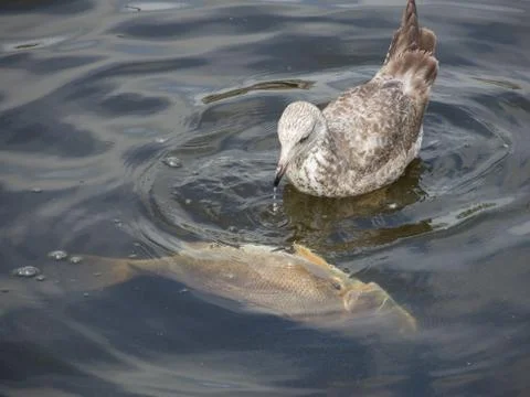 Seagull Feeding Stock Photos