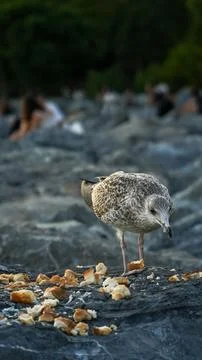 A seagull feeding Stock Photos