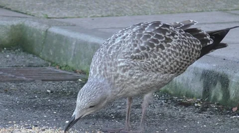SeaGull feeding in the road Stock Footage 54089272