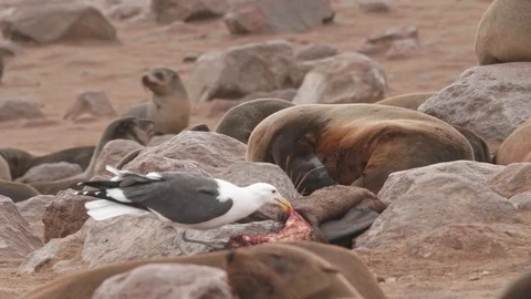 Seagull feeding on seal corpse Video stock 93752310