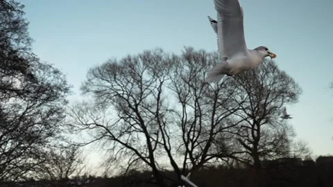 Seagull feeding - Very friendly seagull takes bread, Feeding Bird Against Sky, S Stock Footage 270574507