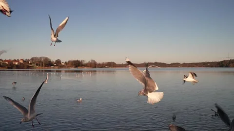 Seagull feeding - Very friendly seagull takes bread, Feeding Bird Stock Footage 275073896