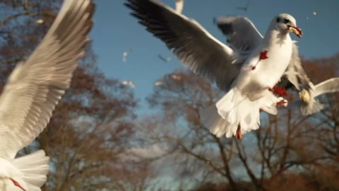 Seagull feeding - Very friendly seagull takes bread, Feeding Bird Against Sky, Stock Footage 276430079