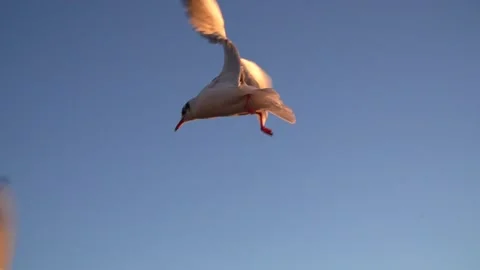 Seagull feeding - Very friendly seagull takes bread, Feeding Bird Against Sky, S Stock Footage 277359369