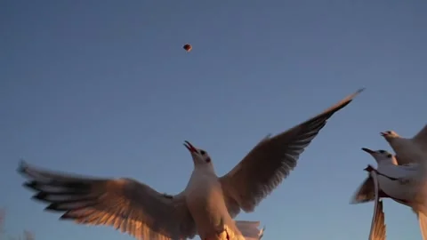 Seagull feeding - Very friendly seagull takes bread, Feeding Bird Against Sky, Stock Footage 277667936