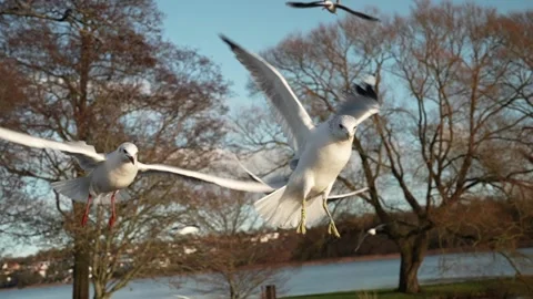 Seagull feeding - Very friendly seagull takes bread, Feeding Bird Against Sky, S Stock Footage 299924719
