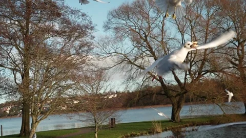 Seagull feeding - Very friendly seagull takes bread, Feeding Bird Against Sky, S Video stock 300448019