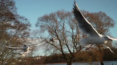 Seagull feeding - Very friendly seagull takes bread, Feeding Bird Against Sky, S Stock Footage 300609078