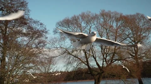 Seagull feeding - Very friendly seagull takes bread, Feeding Bird Against Sky, S Stock Footage 301553100
