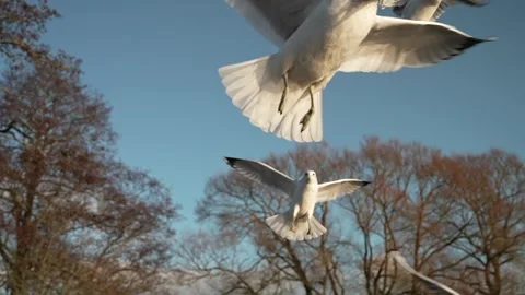 Seagull feeding - Very friendly seagull takes bread, Feeding Bird Against Sky, S Stock Footage 301916533