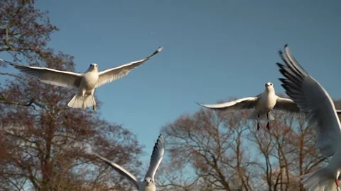 Seagull feeding - Very friendly seagull takes bread, Feeding Bird Against Sky, S Stock Footage 302204432