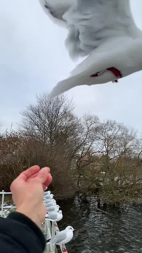 Seagull feeding - Very friendly seagull takes bread, Feeding Bird Against Sky, S Stock Footage 302392396