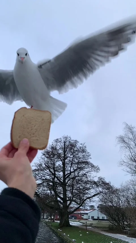 Seagull feeding - Very friendly seagull takes bread, Feeding Bird Against Sky, S Stock Footage 302392410
