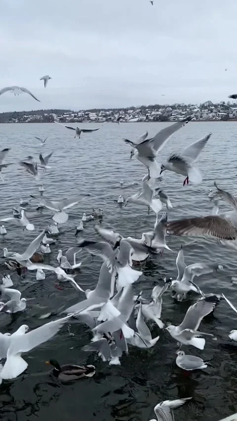 Seagull feeding - Very friendly seagull takes bread, Feeding Bird Against Sky, S Stock Footage 302392412