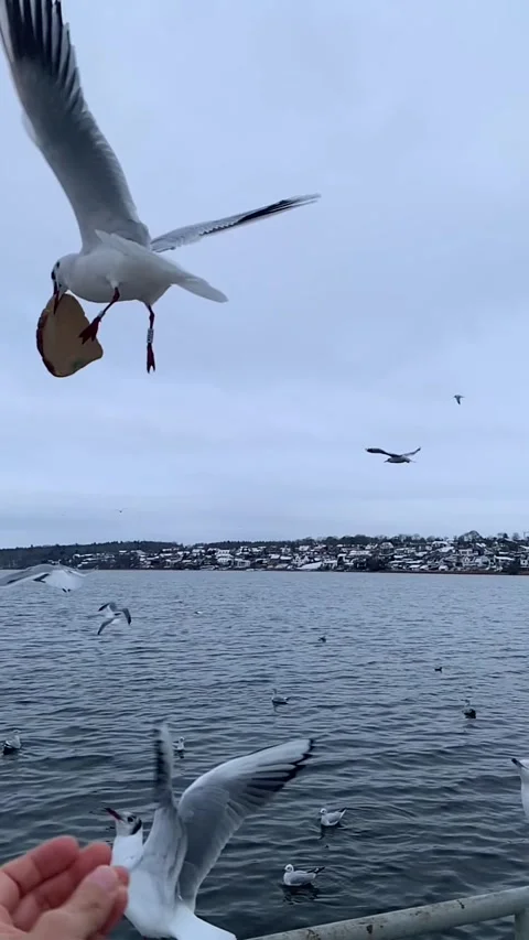 Seagull feeding - Very friendly seagull takes bread, Feeding Bird Against Sky, S Stock Footage 302922985