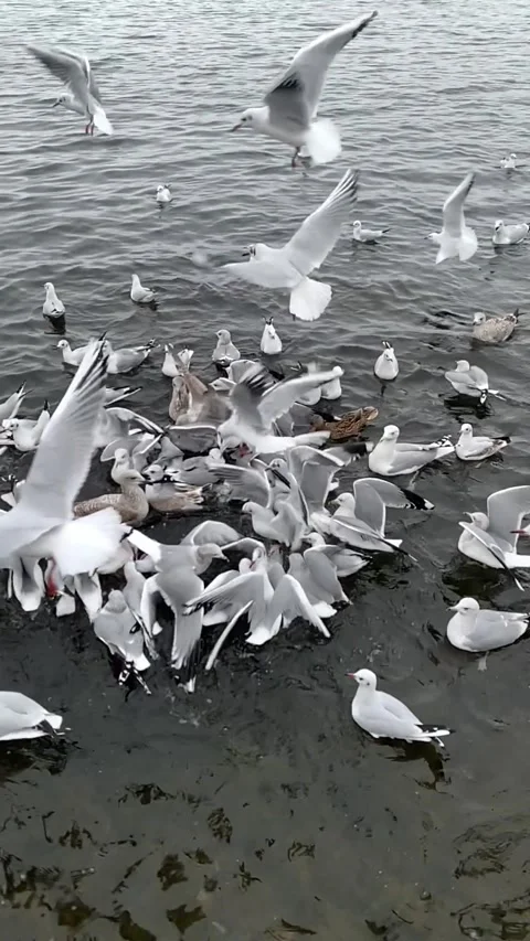 Seagull feeding - Very friendly seagull takes bread, Feeding Bird Against Sky, S Stock Footage 302923036