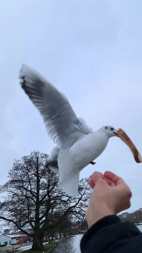 Seagull feeding - Very friendly seagull takes bread, Feeding Bird Against Sky, S Stock Footage 303066646