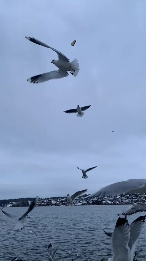 Seagull feeding - Very friendly seagull takes bread, Feeding Bird Against Sky, S Stock Footage 303176801