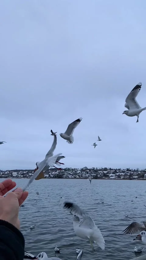 Seagull feeding - Very friendly seagull takes bread, Feeding Bird Against Sky, S Stock Footage 303589075