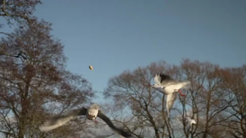 Seagull feeding - Very friendly seagull takes bread, Feeding Bird Against Sky, S Stock Footage 303996883