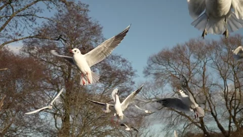 Seagull feeding - Very friendly seagull takes bread, Feeding Bird Against Sky, S Stock Footage 304367403