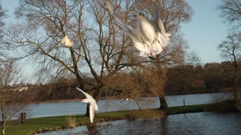 Seagull feeding - Very friendly seagull takes bread, Feeding Bird Against Sky, S Stock Footage 305101920