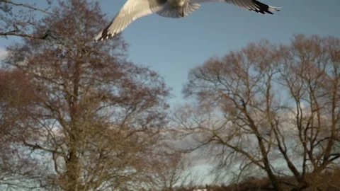 Seagull feeding - Very friendly seagull takes bread, Feeding Bird Against Sky, S Stock Footage 305245068