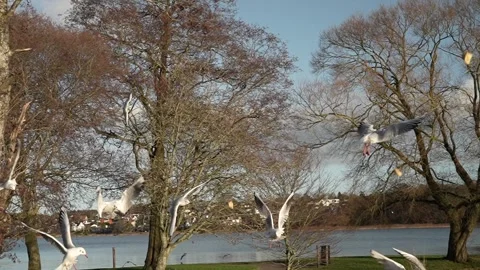 Seagull feeding - Very friendly seagull takes bread, Feeding Bird Against Sky, S Stock Footage 305592990