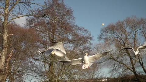 Seagull feeding - Very friendly seagull takes bread, Feeding Bird Against Sky, S Stock Footage 305705460