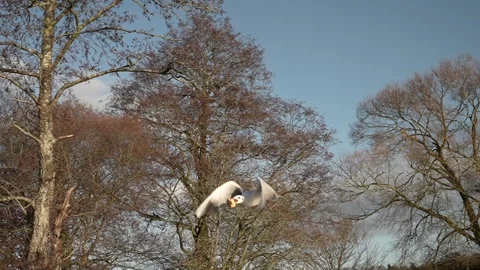Seagull feeding - Very friendly seagull takes bread, Feeding Bird Against Sky, S Stock Footage 305793345