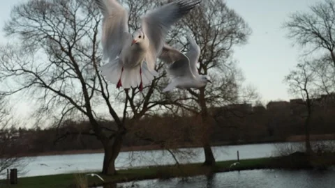 Seagull feeding - Very friendly seagull takes bread, Feeding Bird Against Sky, S Stock Footage 305874111