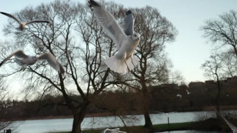 Seagull feeding - Very friendly seagull takes bread, Feeding Bird Against Sky, S Stock Footage 306100514