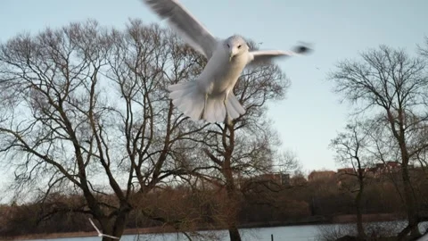 Seagull feeding - Very friendly seagull takes bread, Feeding Bird Against Sky, S Stock Footage 306321635