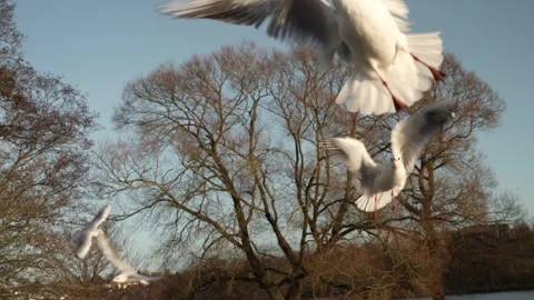Seagull feeding - Very friendly seagull takes bread, Feeding Bird Against Sky, S Stock Footage 306885936
