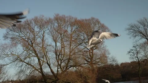 Seagull feeding - Very friendly seagull takes bread, Feeding Bird Against Sky, S Stock Footage 309122053
