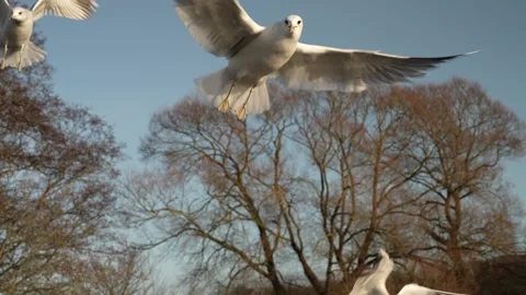 Seagull feeding - Very friendly seagull takes bread, Feeding Bird Against Sky, S Stock Footage 310200029