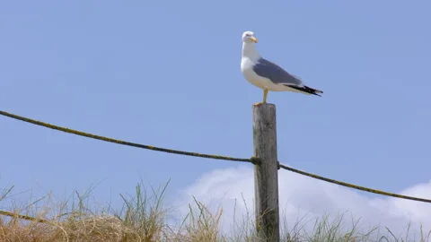 Seagull on fence post Stock Footage 250981570
