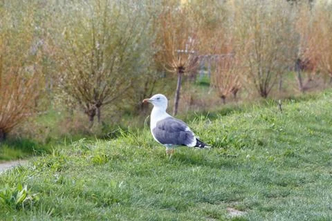 Seagull in a field Stock Photos