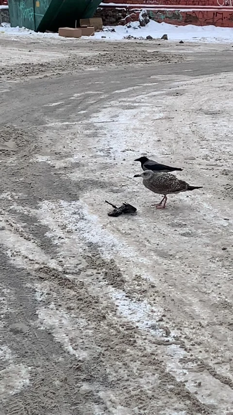A seagull fiercely fights off a crow while devouring a dead pigeon on a snowy ro Stock Footage 230081123