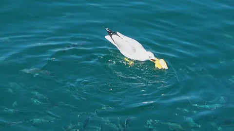 Seagull finding fish. Stock Footage 111137700