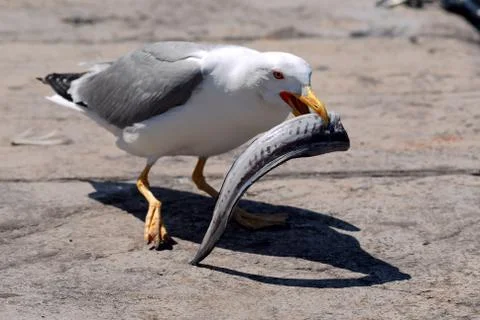 Seagull with fish Stock-Fotos