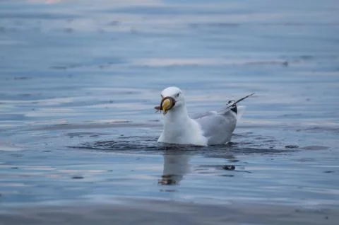 Seagull with fish Stock Photos