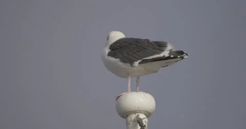 Seagull on a flag pole  Stock Footage 46030990